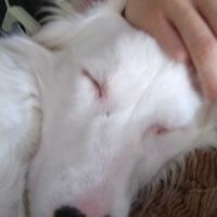 Berger australien double merle #0