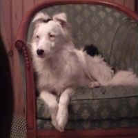 Berger australien double merle #4