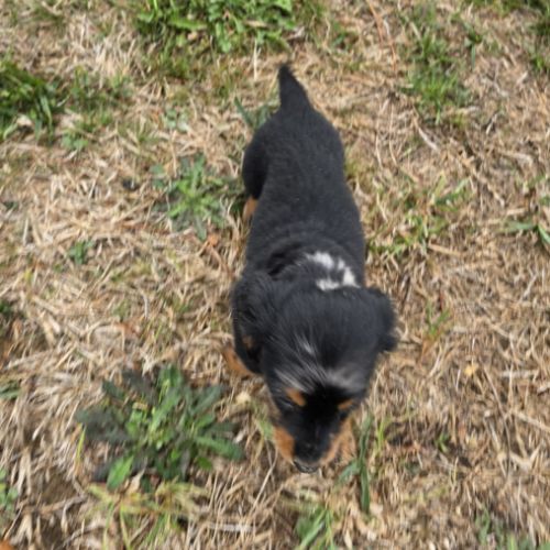 Chiot mâle teckel nain poil long lof #1