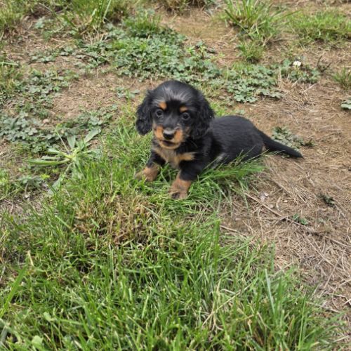 Chiot mâle teckel nain poil long lof #0