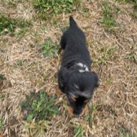 Chiot mâle teckel nain poil long lof #1