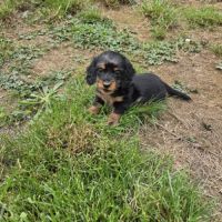 Chiot mâle teckel nain poil long lof