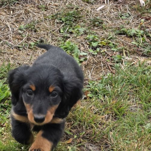 Chiot femelle teckel nain poil long lof #0