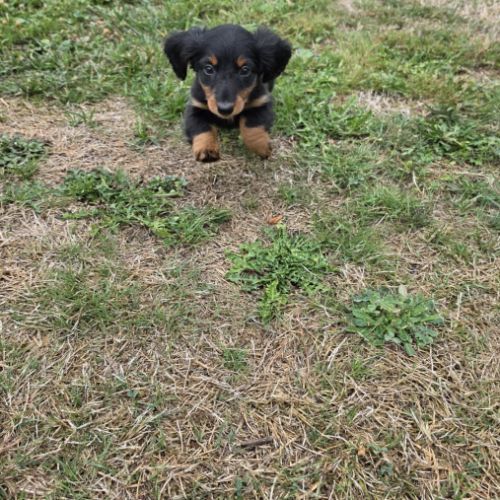 Chiot femelle teckel nain poil long lof #2
