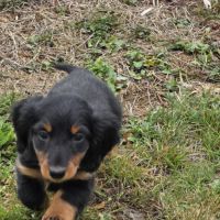 Chiot femelle teckel nain poil long lof