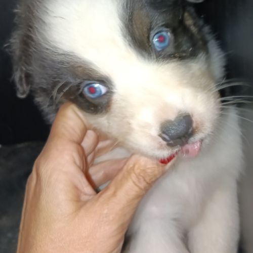 Chiot berger australien lof #2