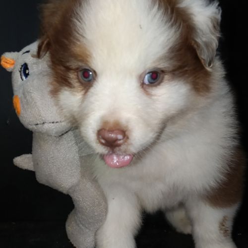 Chiot berger australien lof #4