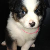 Chiot berger australien lof #1