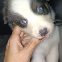 Chiot berger australien lof #2