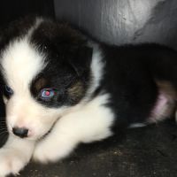 Chiot berger australien lof