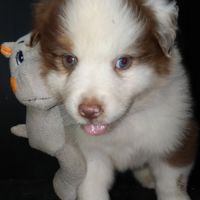 Chiot berger australien lof #4