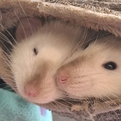 Ratons dumbo velours