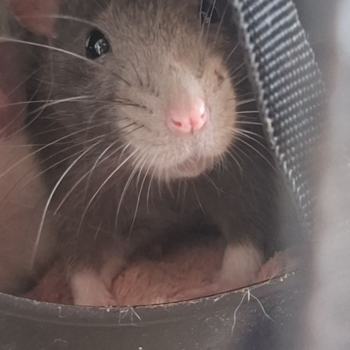 Ratons dumbo velours #4