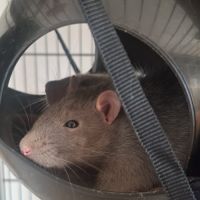Ratons dumbo velours #2
