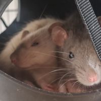 Ratons dumbo velours #3
