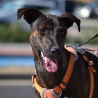Sardina, magnifique chienne