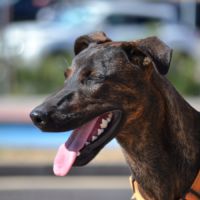 Sardina, magnifique chienne #3