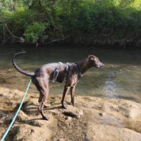 Sardina, magnifique chienne #4
