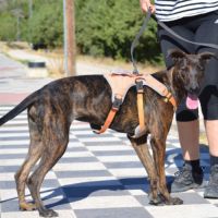 Sardina, magnifique chienne #5