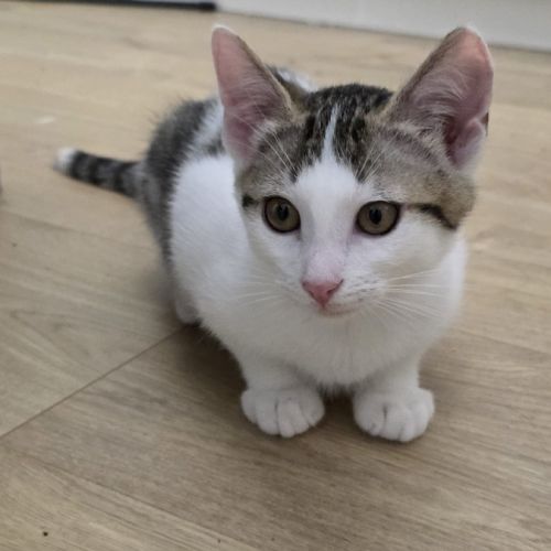Winnie- chaton à croquer ! #1