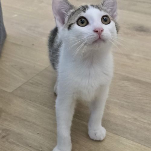 Winnie- chaton à croquer !