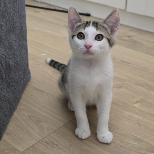 Winnie- chaton à croquer ! #3