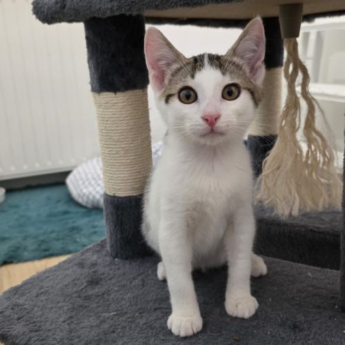Winnie- chaton à croquer ! #4