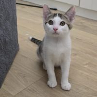 Winnie- chaton à croquer ! #3