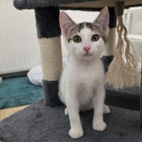 Winnie- chaton à croquer ! #4