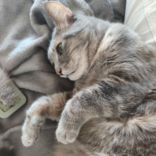 Boulette  l’adoption du coeur