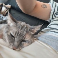 Boulette  l’adoption du coeur #1