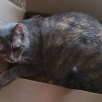 Boulette  l’adoption du coeur #2