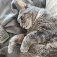 Boulette  l’adoption du coeur