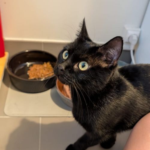 Ama jeune chatte noire en quête d’un foyer #2
