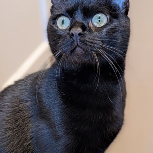 Ama jeune chatte noire en quête d’un foyer