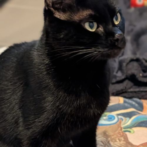 Ama jeune chatte noire en quête d’un foyer #4