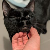 Ama jeune chatte noire en quête d’un foyer #1