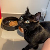 Ama jeune chatte noire en quête d’un foyer #2