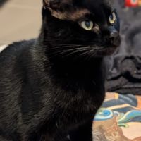 Ama jeune chatte noire en quête d’un foyer #4