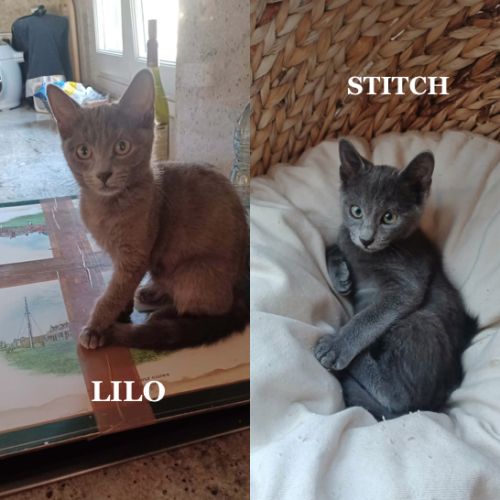 Stitch & lilo un duo à adopter ensemble #3