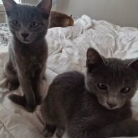 Stitch & lilo un duo à adopter ensemble #5