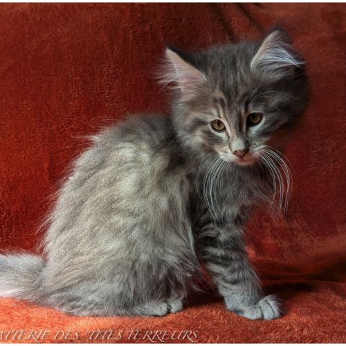 Britten - chaton norvégien loof #2