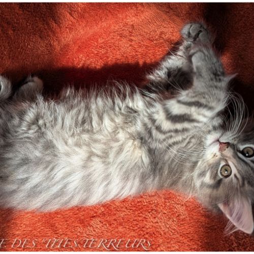 Britten - chaton norvégien loof #5
