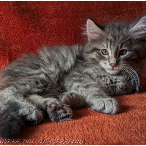 Britten - chaton norvégien loof #6