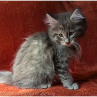 Britten - chaton norvégien loof #2