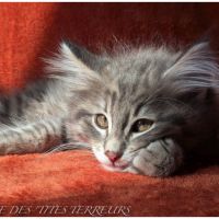 Britten - chaton norvégien loof