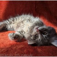 Britten - chaton norvégien loof #4