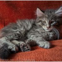 Britten - chaton norvégien loof #6