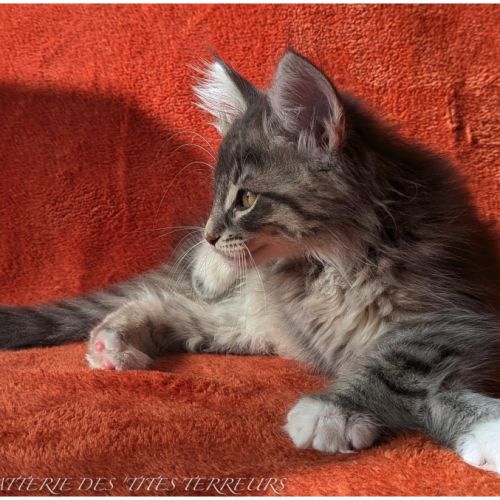 Brahms - chaton norvégien loof #3