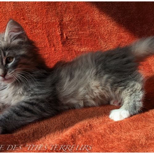 Brahms - chaton norvégien loof #4